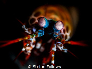 Something for the Weekend. Peacock Mantis Shrimp - Odonto... by Stefan Follows 